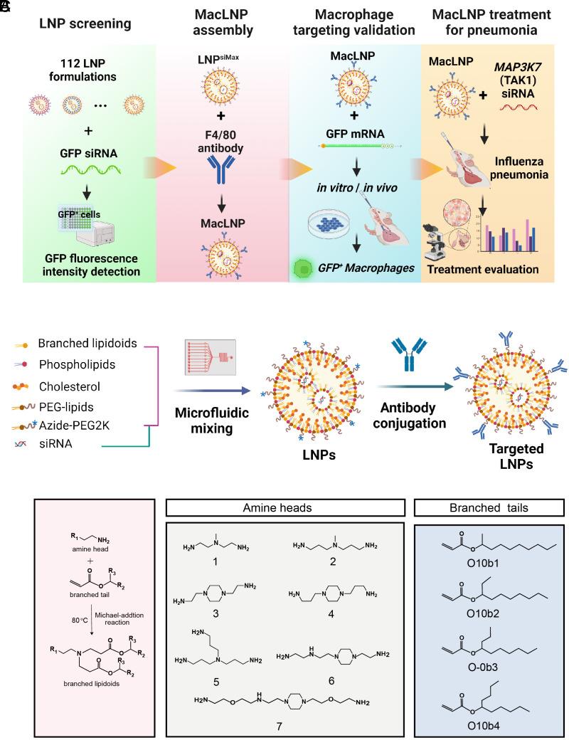 https://cdn.ncbi.nlm.nih.gov/pmc/blobs/68d0/10873611/fc5412b0ec8b/pnas.2314747121fig01.jpg