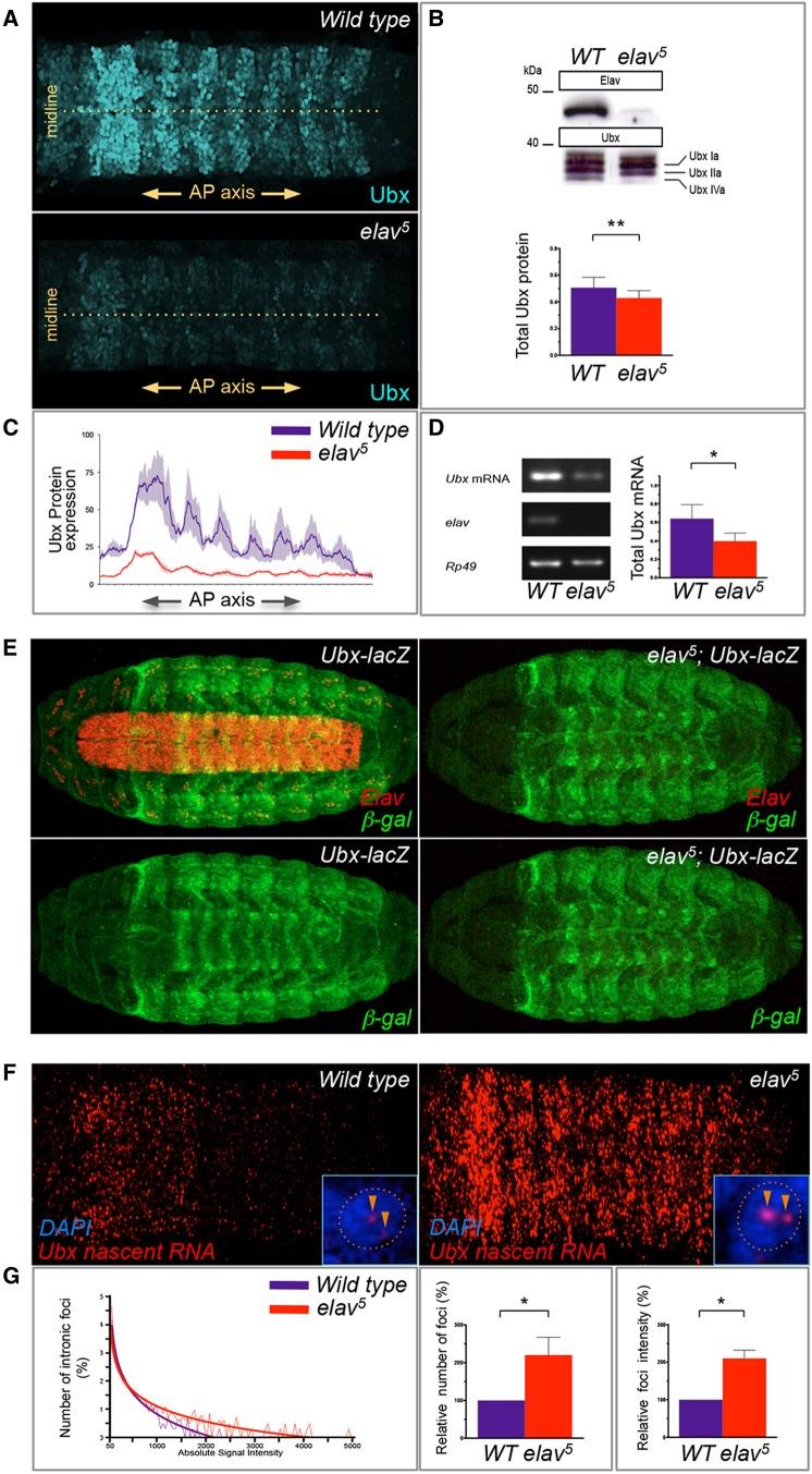 https://cdn.ncbi.nlm.nih.gov/pmc/blobs/6947/4132933/74e4721b8cce/DEV10151903.jpg