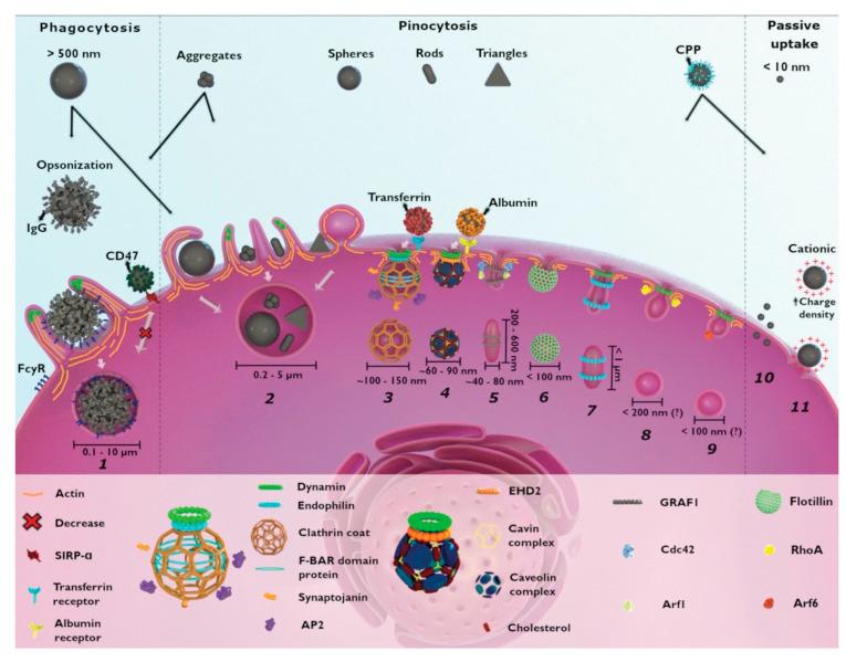 https://cdn.ncbi.nlm.nih.gov/pmc/blobs/695c/9962876/08bd6ba1a8ed/nanomaterials-13-00673-g004.jpg