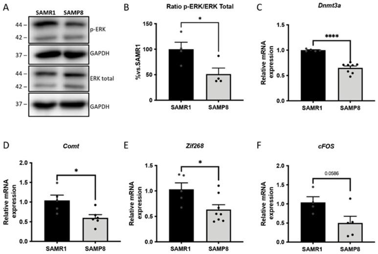 https://cdn.ncbi.nlm.nih.gov/pmc/blobs/6971/9406492/50c0a3fcc321/cells-11-02603-g005.jpg