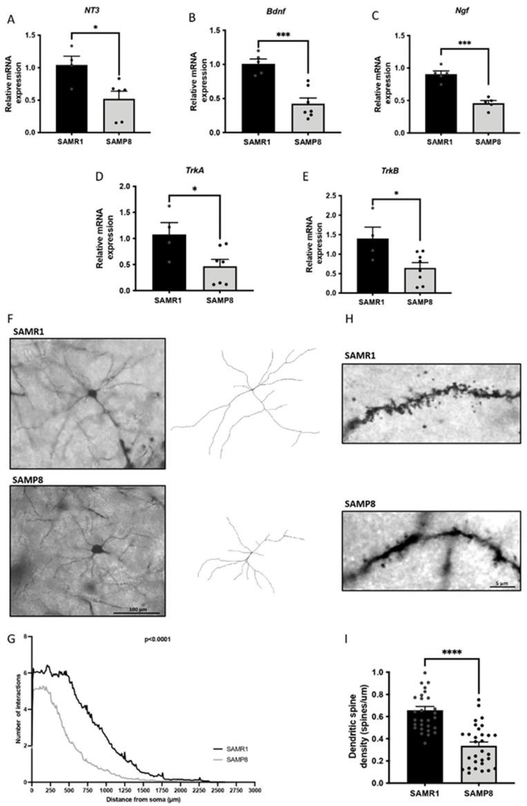 https://cdn.ncbi.nlm.nih.gov/pmc/blobs/6971/9406492/64279bb67903/cells-11-02603-g006.jpg