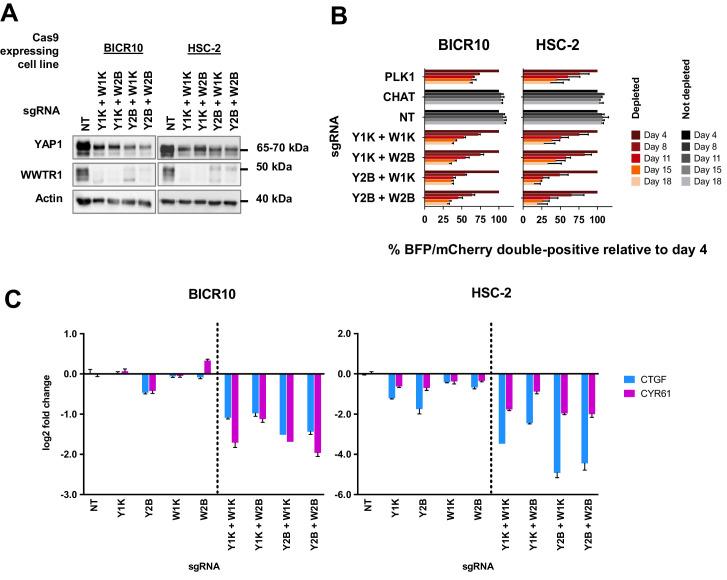 https://cdn.ncbi.nlm.nih.gov/pmc/blobs/6994/7591259/18ef542e73af/elife-57761-fig5.jpg