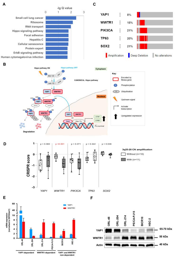 https://cdn.ncbi.nlm.nih.gov/pmc/blobs/6994/7591259/99dcdabf397d/elife-57761-fig3-figsupp2.jpg