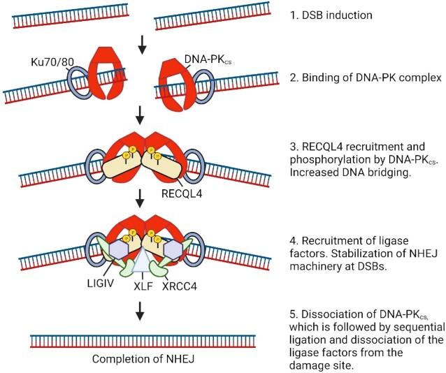https://cdn.ncbi.nlm.nih.gov/pmc/blobs/6a21/9178012/0077c70d28e5/gkac375fig7.jpg