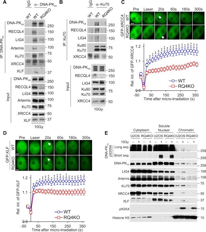 https://cdn.ncbi.nlm.nih.gov/pmc/blobs/6a21/9178012/7a4272d577d6/gkac375fig3.jpg