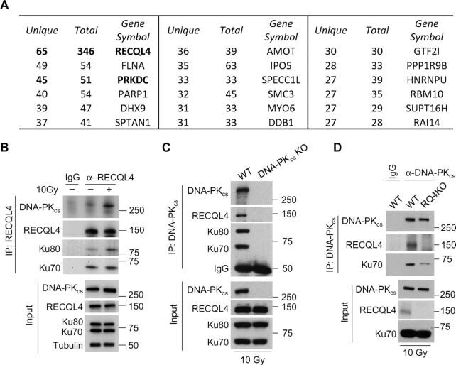 https://cdn.ncbi.nlm.nih.gov/pmc/blobs/6a21/9178012/d8cbd3cdbbb3/gkac375fig1.jpg