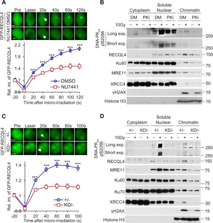 https://cdn.ncbi.nlm.nih.gov/pmc/blobs/6a21/9178012/e55982e4221b/gkac375fig4.jpg