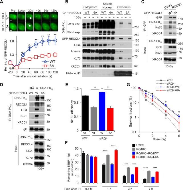 https://cdn.ncbi.nlm.nih.gov/pmc/blobs/6a21/9178012/e7716ab8cd9d/gkac375fig6.jpg