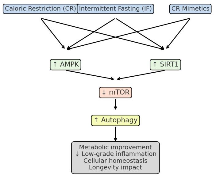 https://cdn.ncbi.nlm.nih.gov/pmc/blobs/6a45/12525316/e02c2b71ae6c/ijms-26-09643-g002.jpg