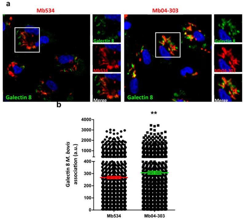 https://cdn.ncbi.nlm.nih.gov/pmc/blobs/6a6d/10536033/78b7b8381d2a/pathogens-12-01159-g003.jpg