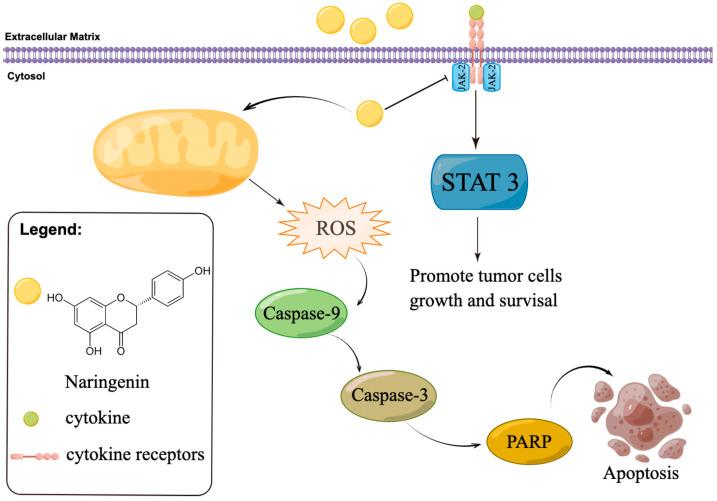 https://cdn.ncbi.nlm.nih.gov/pmc/blobs/6a9f/10254813/8cafe081cba5/molecules-28-04506-g009.jpg