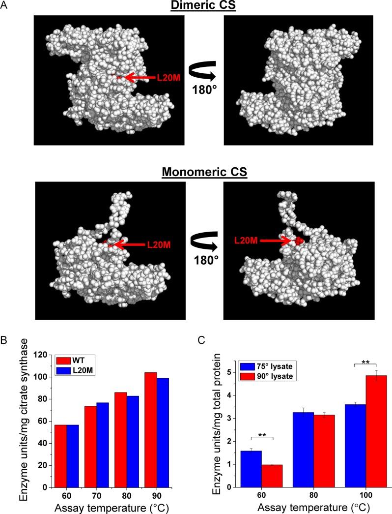 https://cdn.ncbi.nlm.nih.gov/pmc/blobs/6aa0/4705672/2e806d4b813b/gkv1379fig4.jpg