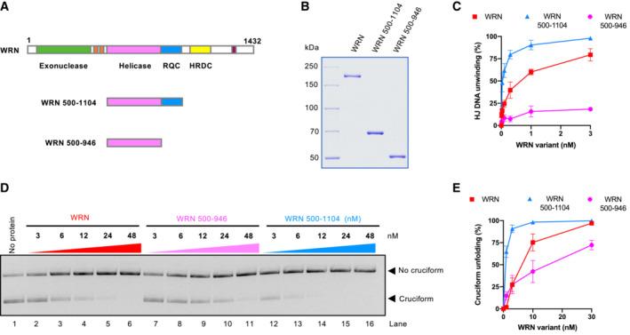 https://cdn.ncbi.nlm.nih.gov/pmc/blobs/6acd/9890227/7bd97d1659c8/EMBJ-42-e111998-g004.jpg