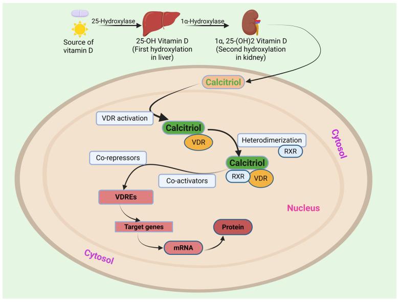 https://cdn.ncbi.nlm.nih.gov/pmc/blobs/6ad6/12025311/66f45a1dc615/biomedicines-13-01002-g003.jpg