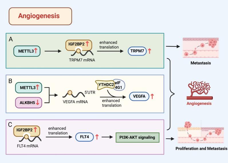 https://cdn.ncbi.nlm.nih.gov/pmc/blobs/6afa/11515118/570f7aa11ea1/12935_2024_3528_Fig2_HTML.jpg
