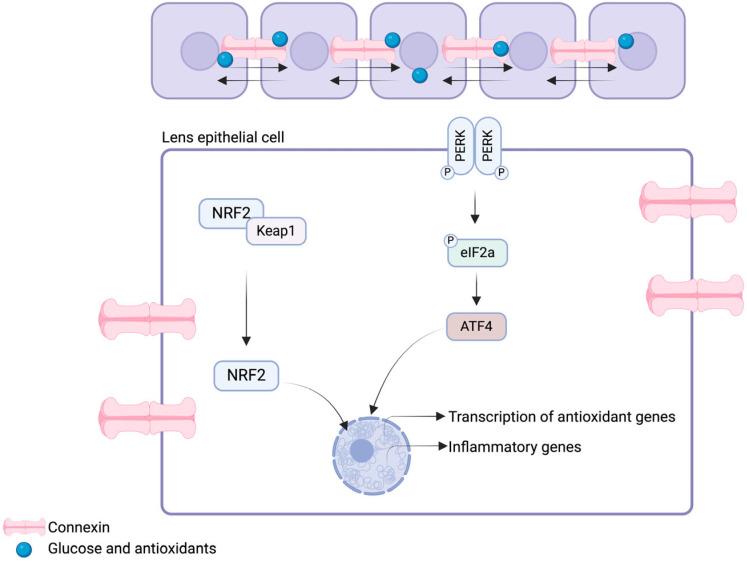 https://cdn.ncbi.nlm.nih.gov/pmc/blobs/6b00/11430732/33cbb6bcc123/biomolecules-14-01055-g003.jpg