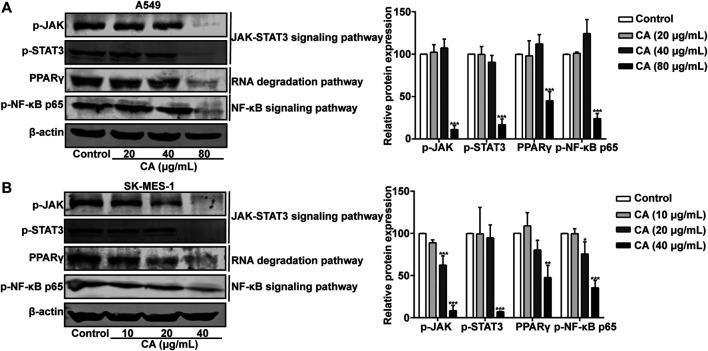 https://cdn.ncbi.nlm.nih.gov/pmc/blobs/6b1c/7900626/ad8e740cb0c3/fphar-11-611060-g011.jpg