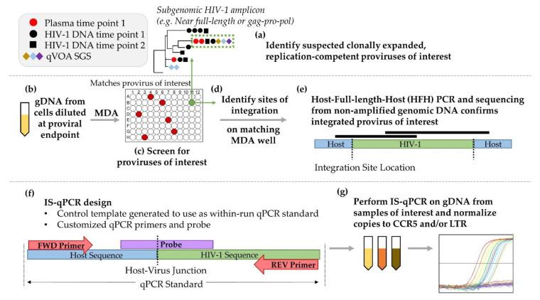 https://cdn.ncbi.nlm.nih.gov/pmc/blobs/6b38/8310066/0cef920bbbb3/viruses-13-01235-g001.jpg