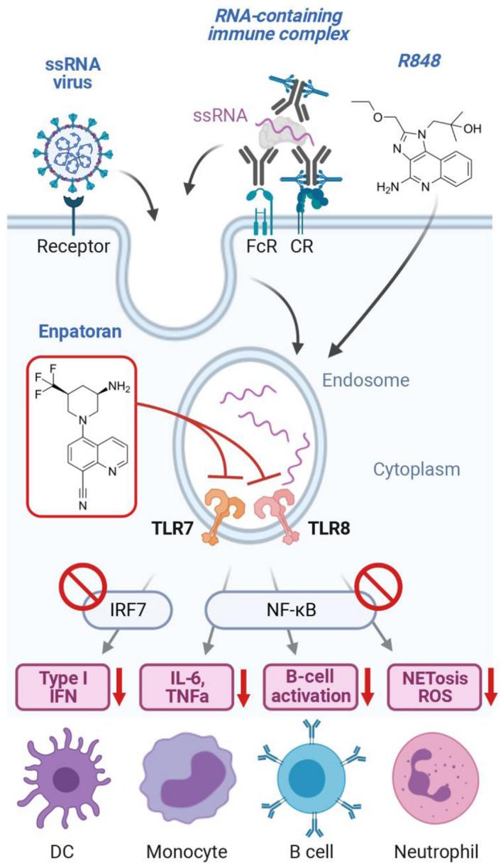 https://cdn.ncbi.nlm.nih.gov/pmc/blobs/6b57/9540480/068499865ca9/CPT-112-297-g005.jpg