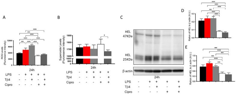 https://cdn.ncbi.nlm.nih.gov/pmc/blobs/6b85/8700181/30c7db5f5594/cells-10-03579-g004.jpg