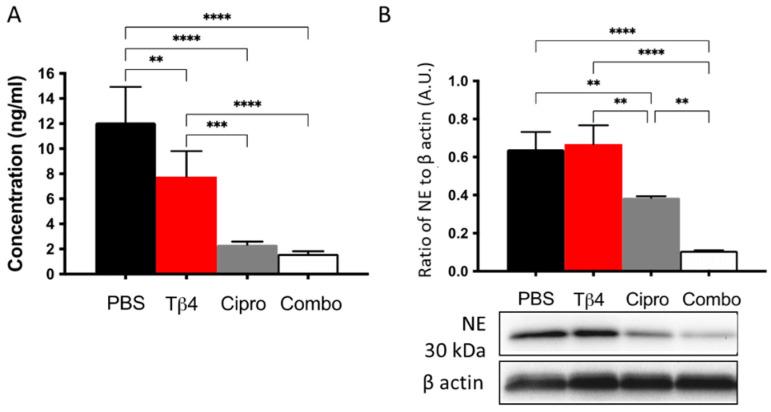 https://cdn.ncbi.nlm.nih.gov/pmc/blobs/6b85/8700181/38085e1a5b26/cells-10-03579-g005.jpg