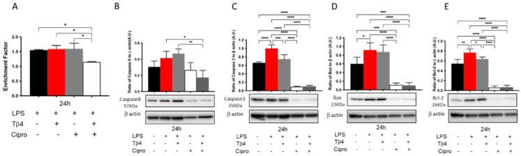 https://cdn.ncbi.nlm.nih.gov/pmc/blobs/6b85/8700181/83ce6bdf7bb4/cells-10-03579-g008.jpg