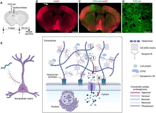 https://cdn.ncbi.nlm.nih.gov/pmc/blobs/6ba7/12224921/f7f0ff27b154/ADVS-12-2501033-g006.jpg