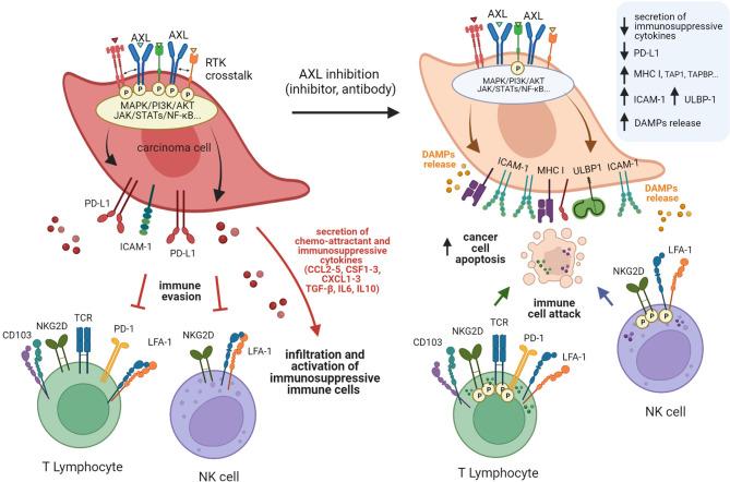https://cdn.ncbi.nlm.nih.gov/pmc/blobs/6bba/9092944/db2ada3918c8/fimmu-13-869676-g004.jpg