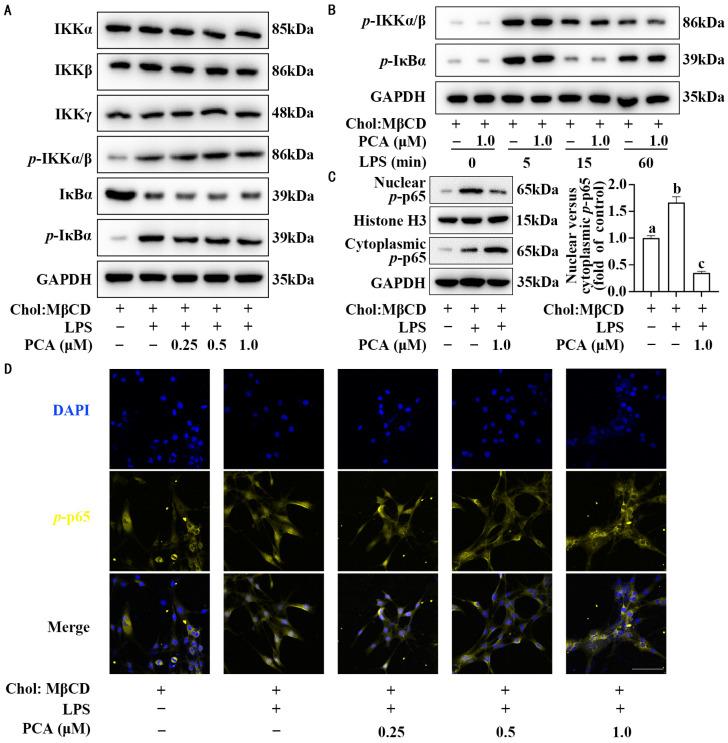 https://cdn.ncbi.nlm.nih.gov/pmc/blobs/6be0/11944442/c2beb08f7f0f/nutrients-17-01090-g003.jpg