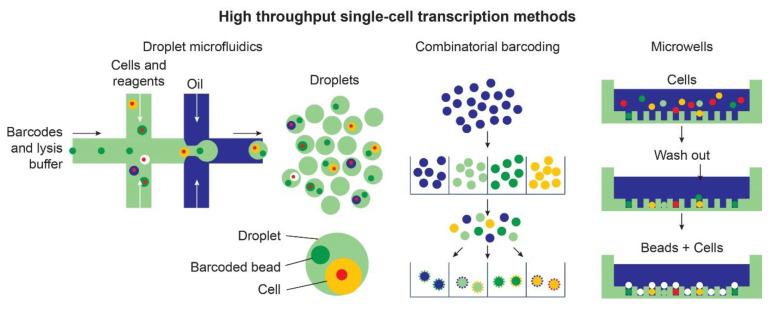 https://cdn.ncbi.nlm.nih.gov/pmc/blobs/6bf5/7961877/b104ed29e188/ijms-22-02659-g003.jpg