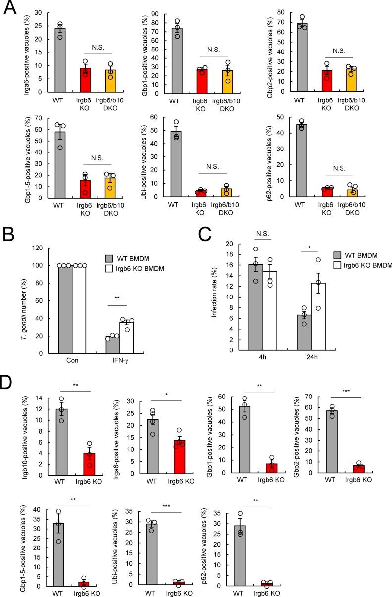 https://cdn.ncbi.nlm.nih.gov/pmc/blobs/6bfb/6925386/f76f61f6fa5f/LSA-2019-00549_FigS3.jpg