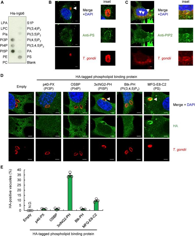 https://cdn.ncbi.nlm.nih.gov/pmc/blobs/6bfb/6925386/f8f978a8b338/LSA-2019-00549_Fig4.jpg