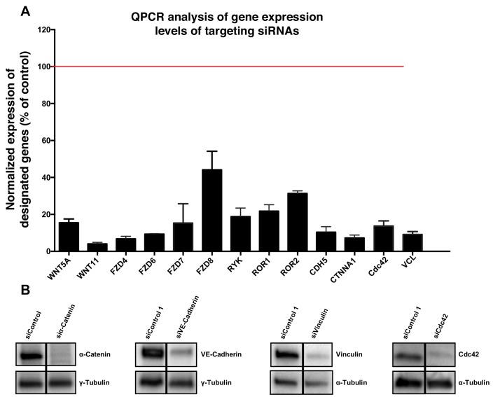 https://cdn.ncbi.nlm.nih.gov/pmc/blobs/6bfd/6684320/1f472948d23b/elife-45853-fig11.jpg