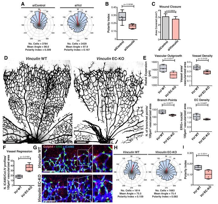 https://cdn.ncbi.nlm.nih.gov/pmc/blobs/6bfd/6684320/6296a69d2fb1/elife-45853-fig6.jpg