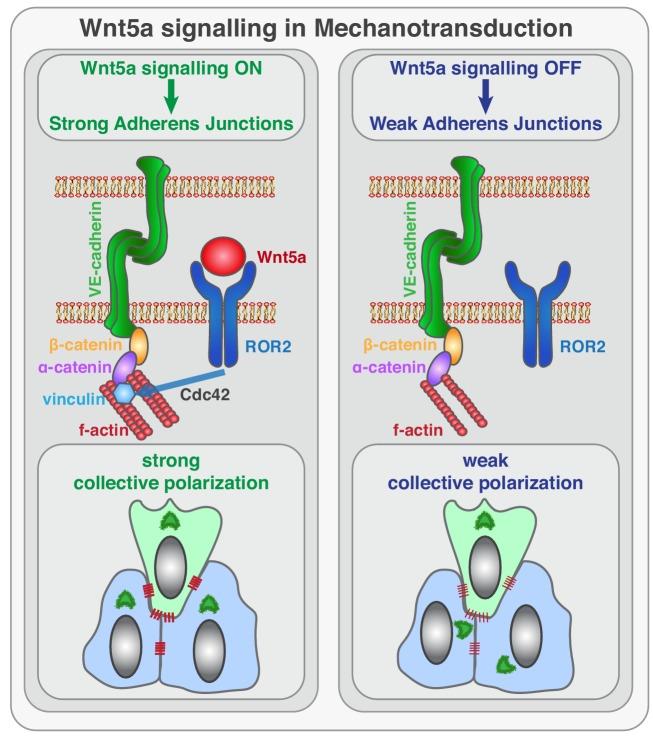 https://cdn.ncbi.nlm.nih.gov/pmc/blobs/6bfd/6684320/8f36b4bc1927/elife-45853-fig10.jpg