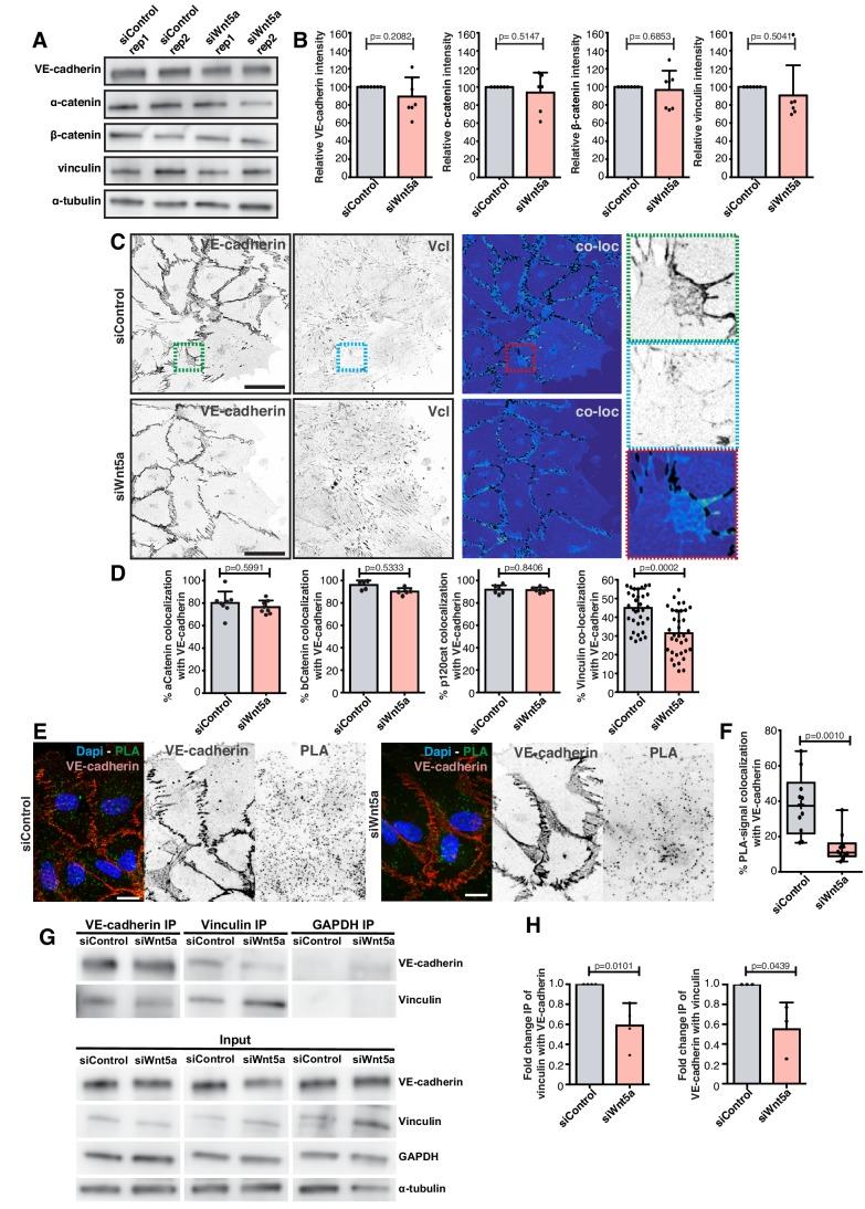 https://cdn.ncbi.nlm.nih.gov/pmc/blobs/6bfd/6684320/ab3fd58cb8d7/elife-45853-fig4.jpg