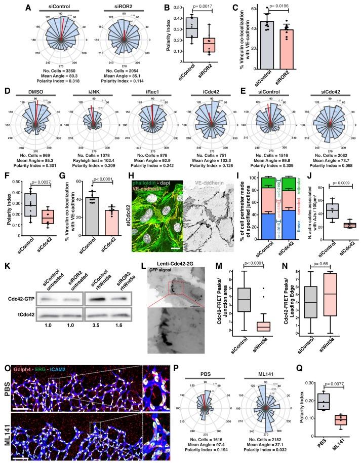 https://cdn.ncbi.nlm.nih.gov/pmc/blobs/6bfd/6684320/b3fbb04ad677/elife-45853-fig9.jpg