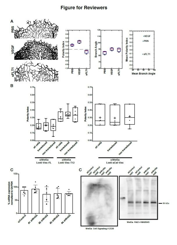 https://cdn.ncbi.nlm.nih.gov/pmc/blobs/6bfd/6684320/fad682b1b158/elife-45853-resp-fig1.jpg