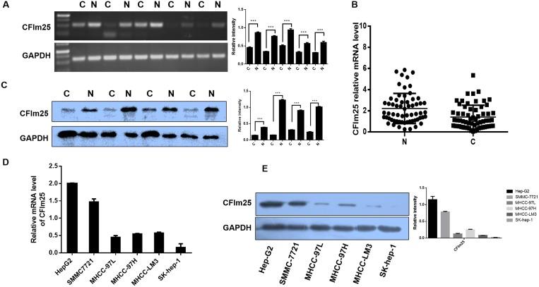 https://cdn.ncbi.nlm.nih.gov/pmc/blobs/6c27/5837768/22bf5569a530/oncotarget-09-11783-g001.jpg