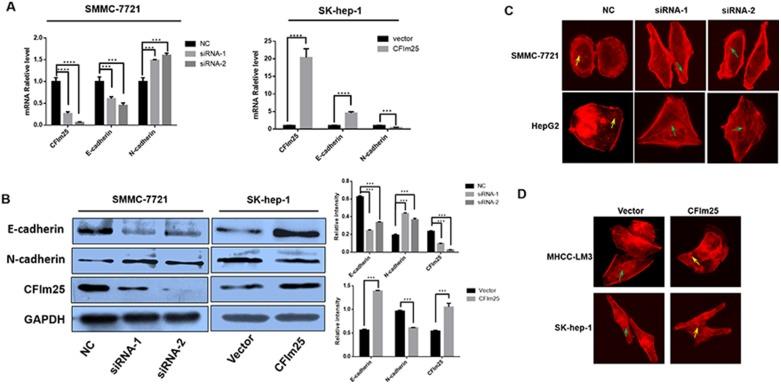 https://cdn.ncbi.nlm.nih.gov/pmc/blobs/6c27/5837768/ad9cfab83f62/oncotarget-09-11783-g004.jpg