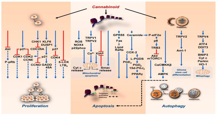 https://cdn.ncbi.nlm.nih.gov/pmc/blobs/6c35/11352579/e33cb3fb6126/cancers-16-02909-g002.jpg