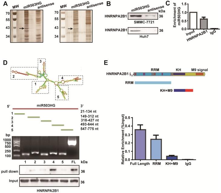 https://cdn.ncbi.nlm.nih.gov/pmc/blobs/6c49/5957011/a3f1273f7dbf/thnov08p2814g003.jpg