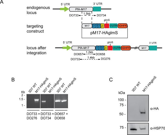 https://cdn.ncbi.nlm.nih.gov/pmc/blobs/6c4b/9470162/28ec40c4ceb5/elife-80813-fig1.jpg