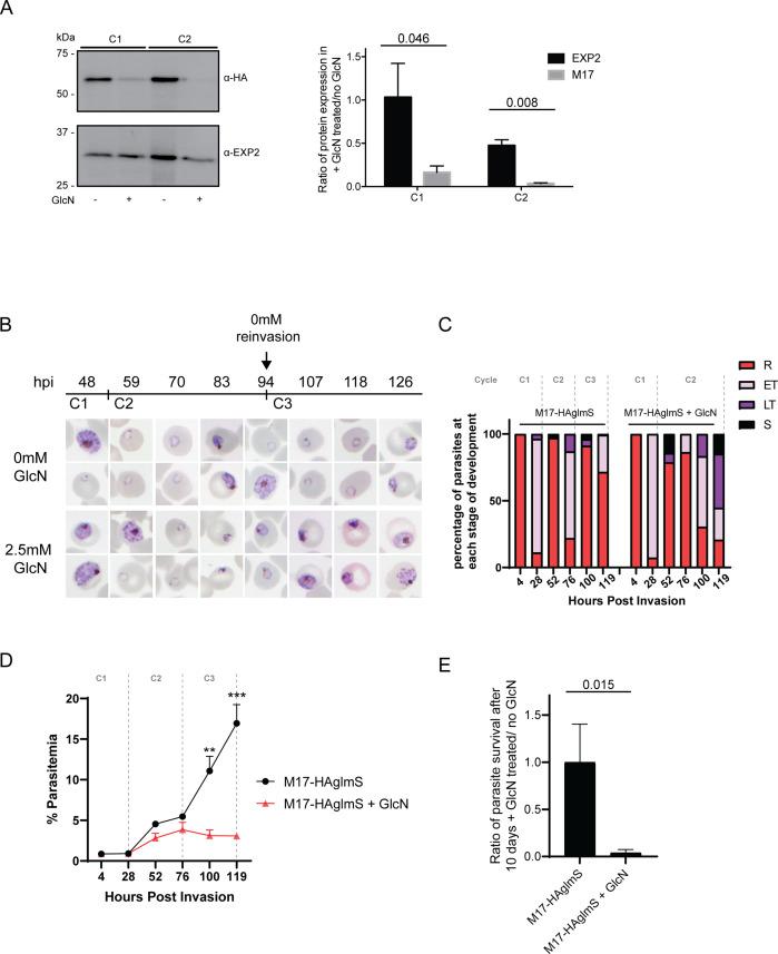 https://cdn.ncbi.nlm.nih.gov/pmc/blobs/6c4b/9470162/6603105690b9/elife-80813-fig3.jpg