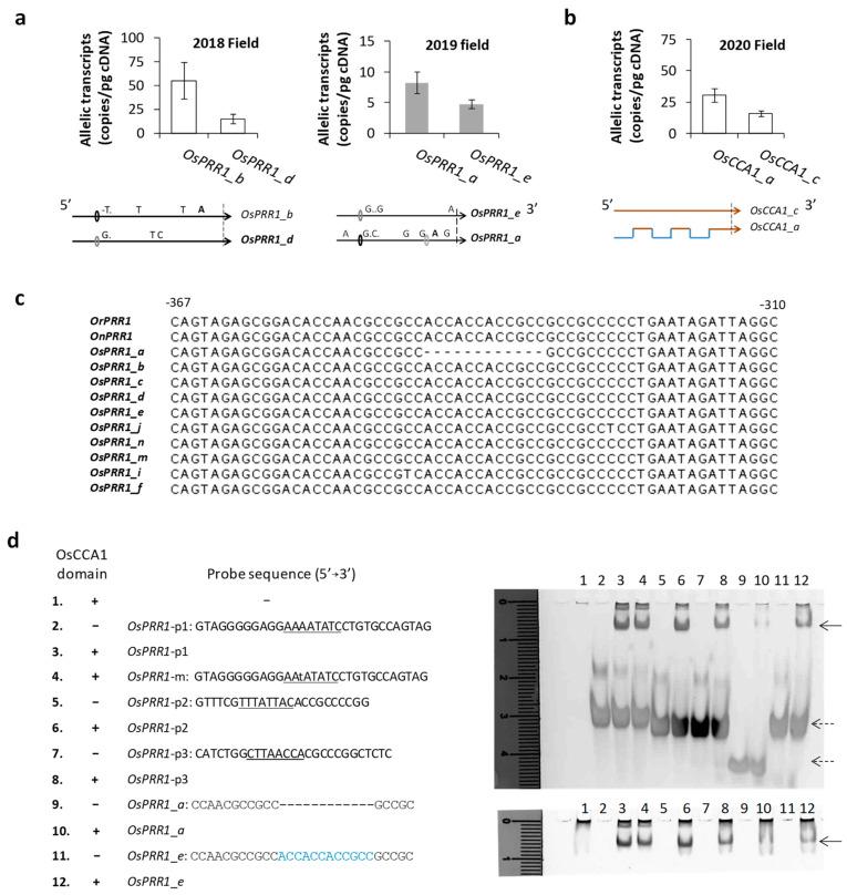 https://cdn.ncbi.nlm.nih.gov/pmc/blobs/6c7e/10671530/1ddd50cb43a7/genes-14-02027-g004.jpg
