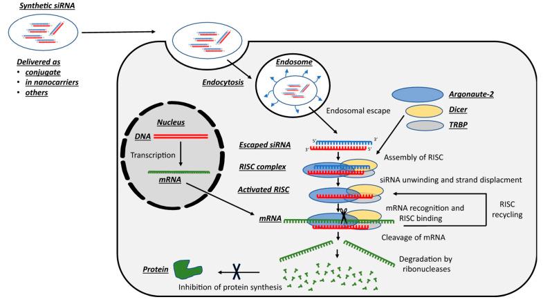 https://cdn.ncbi.nlm.nih.gov/pmc/blobs/6cb4/11351222/c55bab591466/bioengineering-11-00830-g003.jpg