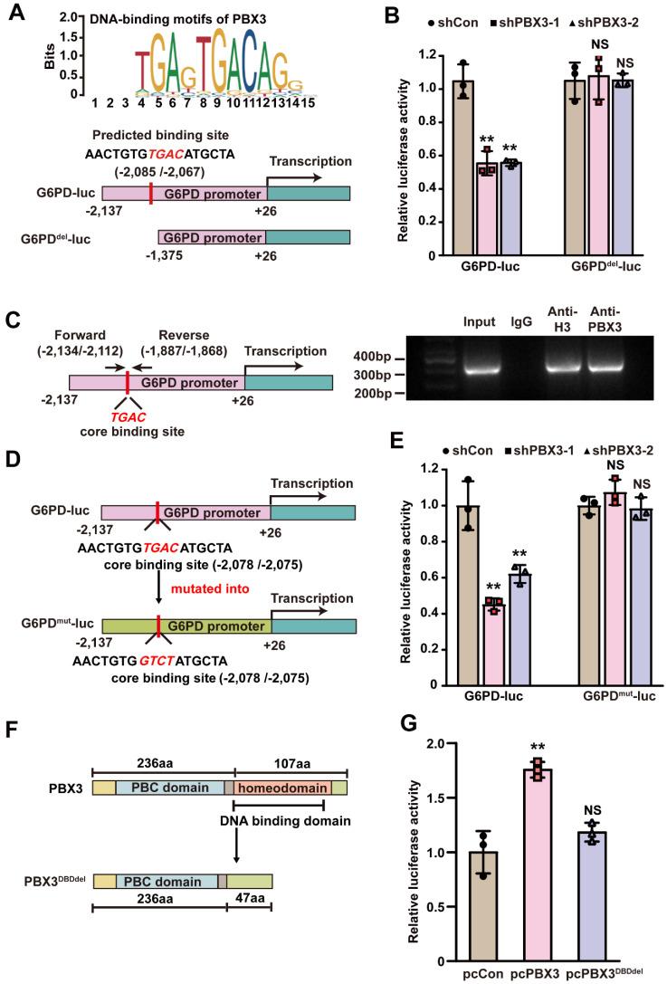 https://cdn.ncbi.nlm.nih.gov/pmc/blobs/6cca/10535713/8277914226a5/ijbsv19p4525g005.jpg