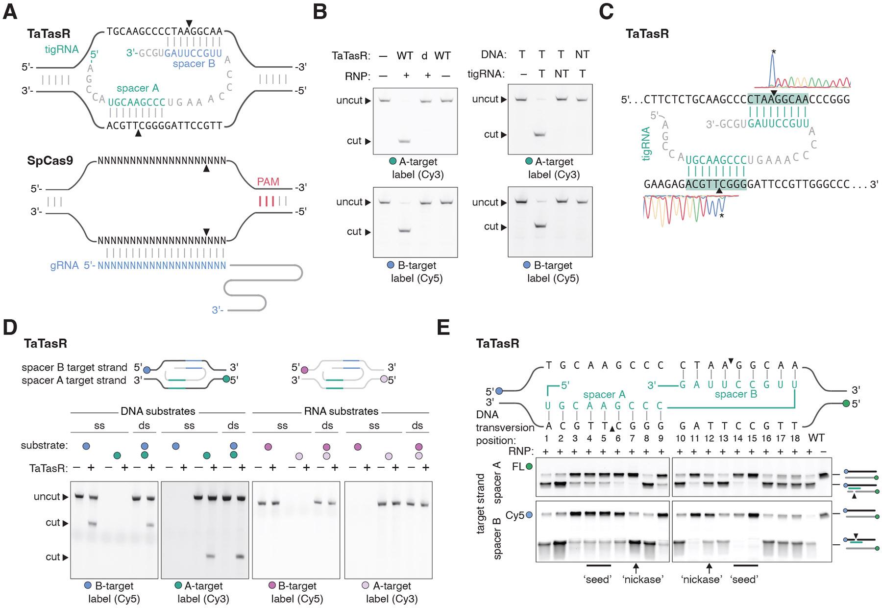 https://cdn.ncbi.nlm.nih.gov/pmc/blobs/6d0d/12045711/e372b29b1238/nihms-2071934-f0004.jpg