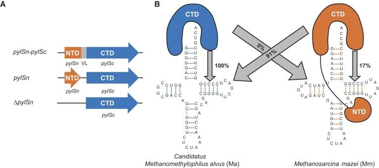 https://cdn.ncbi.nlm.nih.gov/pmc/blobs/6d2b/10810272/9d6010b37b02/gkad1188fig1.jpg