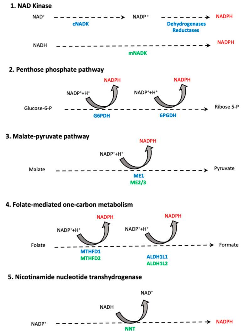 https://cdn.ncbi.nlm.nih.gov/pmc/blobs/6d32/8910662/522056d66d9e/ijms-23-02702-g005.jpg